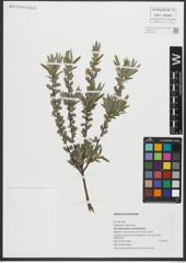 Foto von Salix repens subsp. rosmarinifolia (L.) Andersson